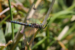 Rhionaeschna diffinis