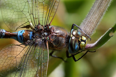 Rhionaeschna diffinis