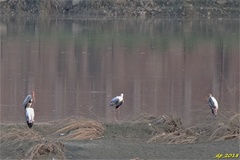 Mycteria leucocephala