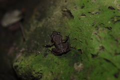 Eleutherodactylus cystignathoides