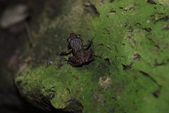 Eleutherodactylus cystignathoides