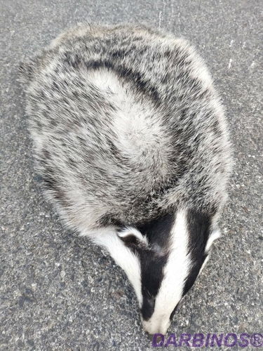 Southwest Asian Badger, Άγιος Κωνσταντίνος, photo 7 of 10