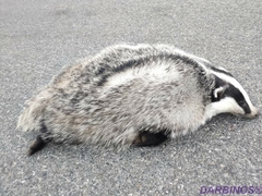 Meles canescens arcalus