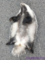 Meles canescens arcalus