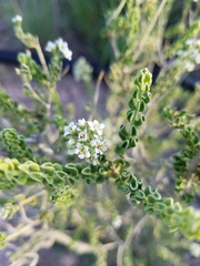 Mortonia scabrella