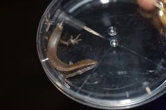 Scincella gemmingeri