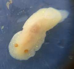 Cadlina modesta