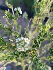Mortonia scabrella