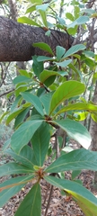 Ternstroemia