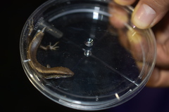 Scincella gemmingeri