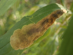 Nemorimyza posticata