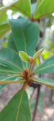 Ternstroemia