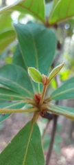 Ternstroemia