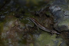 Scincella gemmingeri