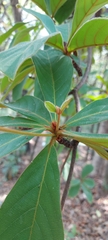 Ternstroemia