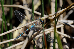 Rhionaeschna absoluta