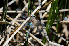 Rhionaeschna absoluta