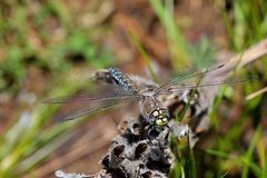 Rhionaeschna absoluta