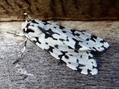 Eucereon tigrata