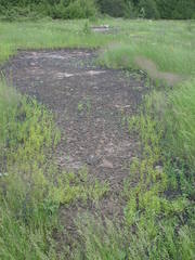 Gratiola quartermaniae