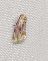 Chamaeclea basiochrea