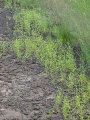 Gratiola quartermaniae