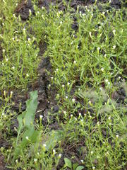 Gratiola quartermaniae