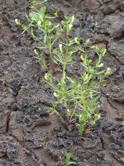 Gratiola quartermaniae