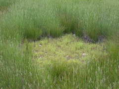 Gratiola quartermaniae