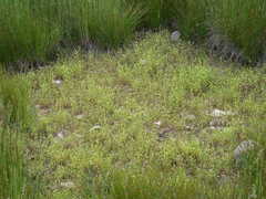 Gratiola quartermaniae