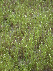 Gratiola quartermaniae