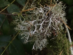 Platismatia stenophylla