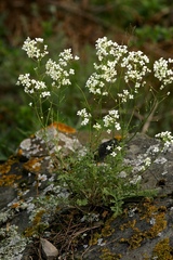 Smelowskia alba