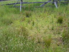 Gratiola quartermaniae