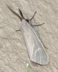 Pygarctia pterygostigma