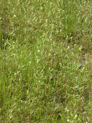 Gratiola quartermaniae