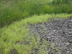 Gratiola quartermaniae