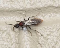 Sphaeropthalma imperialis