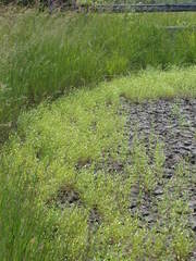 Gratiola quartermaniae