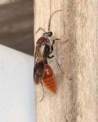 Sphaeropthalma imperialis