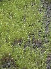 Gratiola quartermaniae