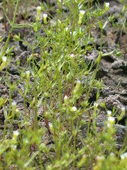 Gratiola quartermaniae