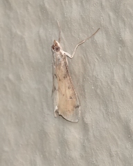 Blepharomastix haedulalis