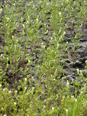 Gratiola quartermaniae