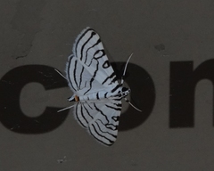 Conchylodes concinnalis