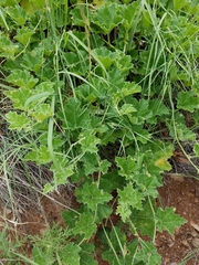 Apodanthera undulata