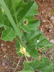 Apodanthera undulata