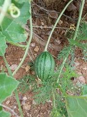 Apodanthera undulata