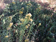 Solidago spectabilis