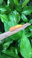 Papilio troilus image